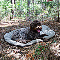 Carolina Pet Bed in a Bag in Olive