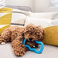 Nylabone Teethe 'N Tug Puppy Chew Toy