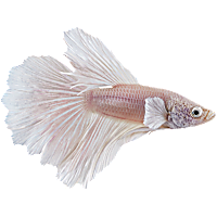 Male White Opal Betta