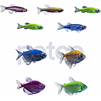 GloFish 10G Community Collection