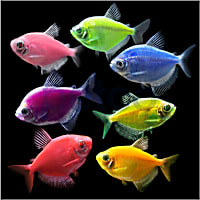 7-Pack GloFish Tetra
