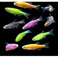 9-Pack GloFish Danio