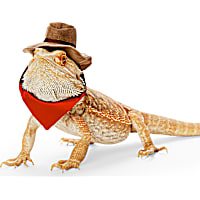Bootique Lone Rider Cowboy Bearded Dragon Headpiece
