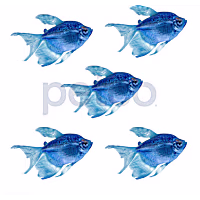 Cosmic Blue Longfin Tetra GloFish