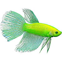 Premium Electric Green Male GloFish Betta