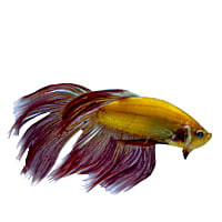 Premium Sunburst Orange Male GloFish Betta