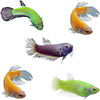 5-Pack Female GloFish Betta