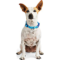 YOULY The Trailblazer Turquoise & Navy Rope Dog Collar