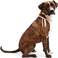 YOULY Pink Tiedye Necklace for Dogs