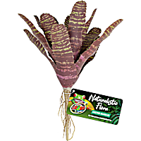 Zoo Med Naturalistic Flora Chestnut Bromeliad for Terrarium and Paludarium