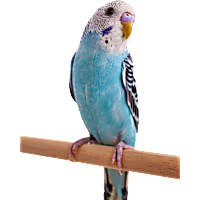 Blue Parakeet