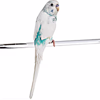 Fancy Parakeet