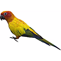 Sun Conure