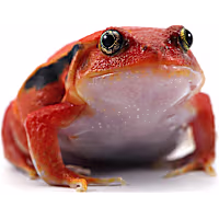 Tomato Frog