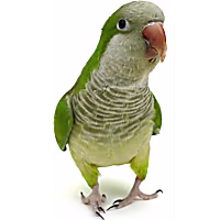 Quaker Parakeet