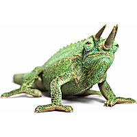 Jackson's Chameleon