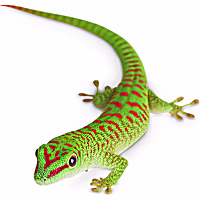 Giant Day Gecko