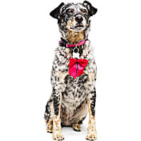 Petco Beaded Pearl Necklace for Dogs