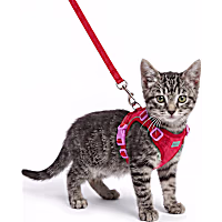 Petco Soft Kitten Harness and Leash Set