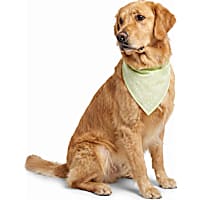 Petco Glow in the Dark Pet Bandana