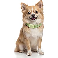 Petco Glow in the Dark Dog Collar