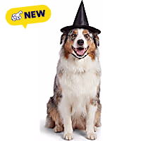 Petco Witch Hat Pet Costume Headpiece