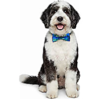 Petco Pet Bowtie Accessory