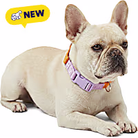 Petco Martingale Webbing Training Dog Collar