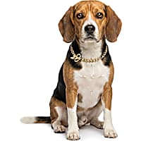 Petco Chain Training Dog Collar