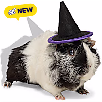 Petco Halloween Witch Hat Small Animal Headpiece