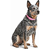 Petco UV Color-Changing Waterproof Dog Collar