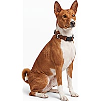 Petco Adjustable Nylon Dog Collar