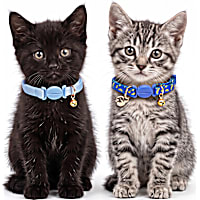 Petco Breakaway Kitten Collar Pack