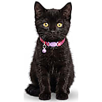 Petco Swirl Breakaway Kitten Collar