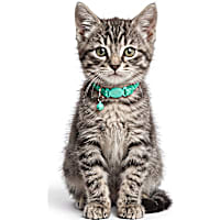 Petco Checkered Breakaway Kitten Collar