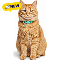 Petco Checkered Breakaway Cat Collar