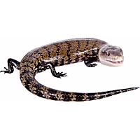 Blue Tongue Skink