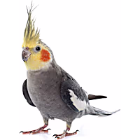 Cockatiel