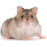 Dwarf Hamster