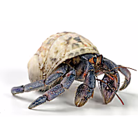 Hermit Crab