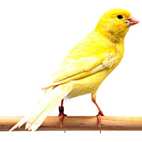 Yellow Canary