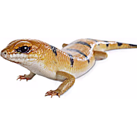 Peter's Banded Skink