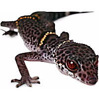 Chinese Cave Gecko