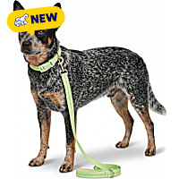 Petco Glow in the Dark Dog Leash