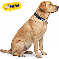 Petco Martingale Chain Training Dog Collar