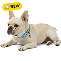 Petco Cherry Dog Collar