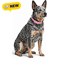 Petco UV Color-Changing Waterproof Dog Collar