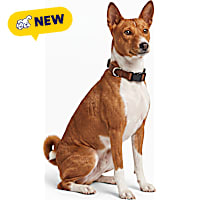 Petco Adjustable Nylon Dog Collar
