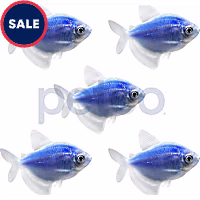 Cosmic Blue Tetra - 5 Pack