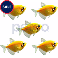 Sunburst Orange Tetra - 5 Pack